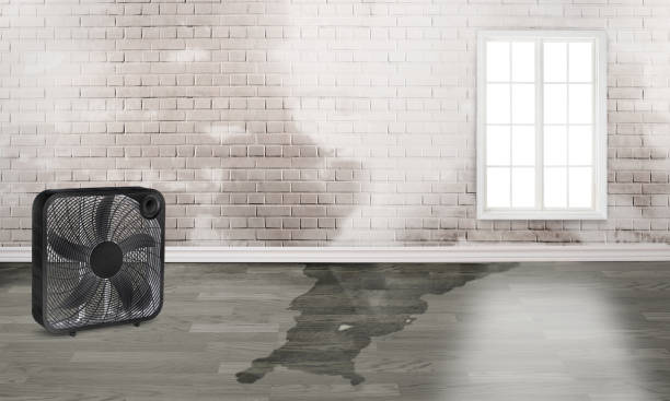 Best Professional water damage repair  in Erin, TN